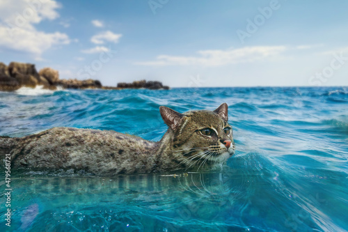 Swimming cat in the sea, Sea water. Outdoor cat at the beach.