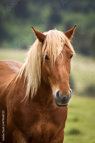 Horse portrait with blonde hair in a country side with beautiful landscape in background