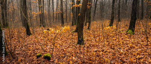 Autumn decoration in the forest. Dried leaves fallen to the ground- banner.