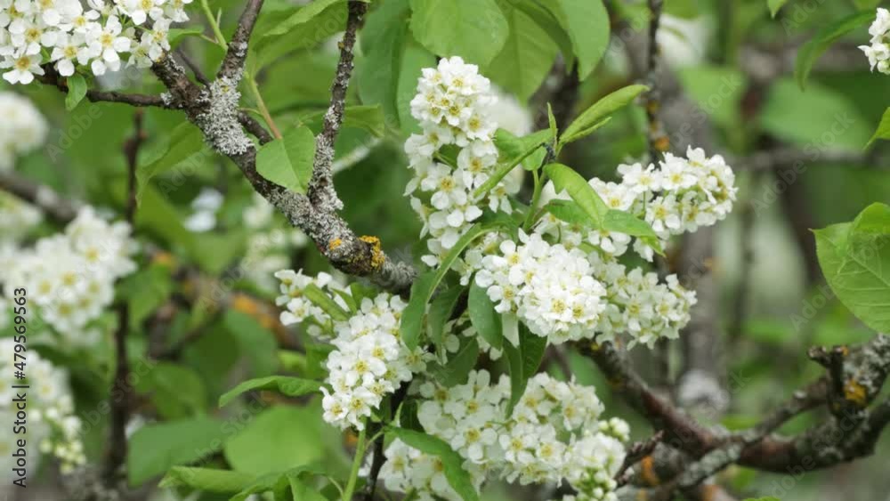 Bird cherry tree, Prunus padus blooming during a beautiful spring day in Estonia, Northern Europe. Bird cherry tree, Prunus padus blooming during a beautiful spring day in Estonia, Northern Europe.