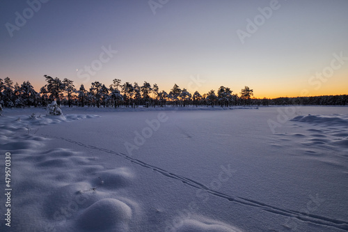 winter sunset in snowy bug and swamp with snow and pine trees © Martins