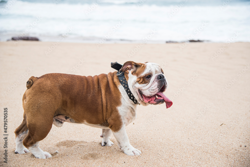 bulldog on the beach
