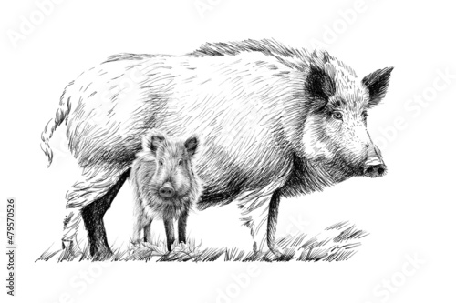 Hand drawn baby and adult wild boar, sketch graphics monochrome illustration on white background