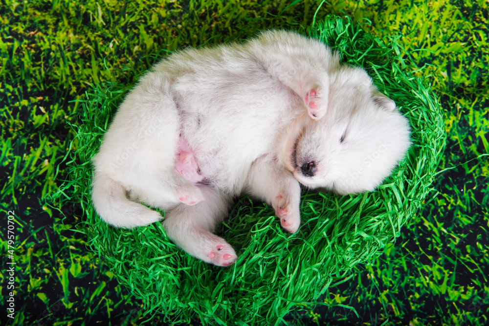 White small Samoyed puppy dog on green grass background White small Samoyed puppy dog on green grass background