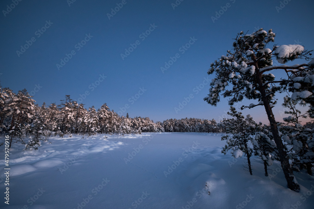 winter sunset in snowy bug and swamp with snow and pine trees winter sunset in snowy bug and swamp with snow and pine trees