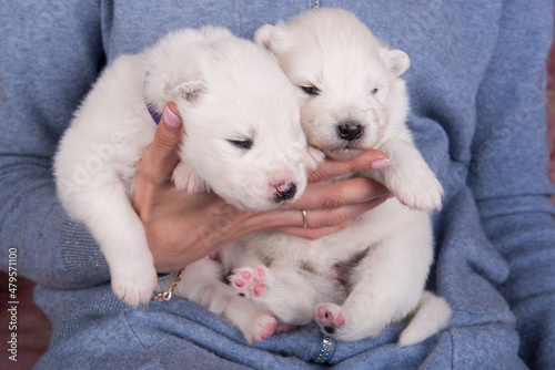 Two small two weeks age white Samoyed puppies on hands
