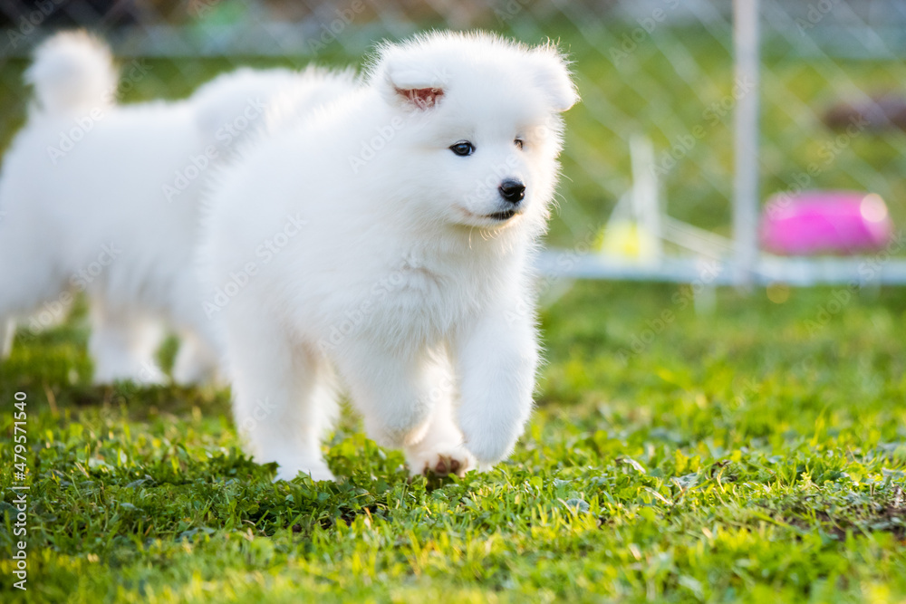 Adorable samoyed puppy running on the lawn