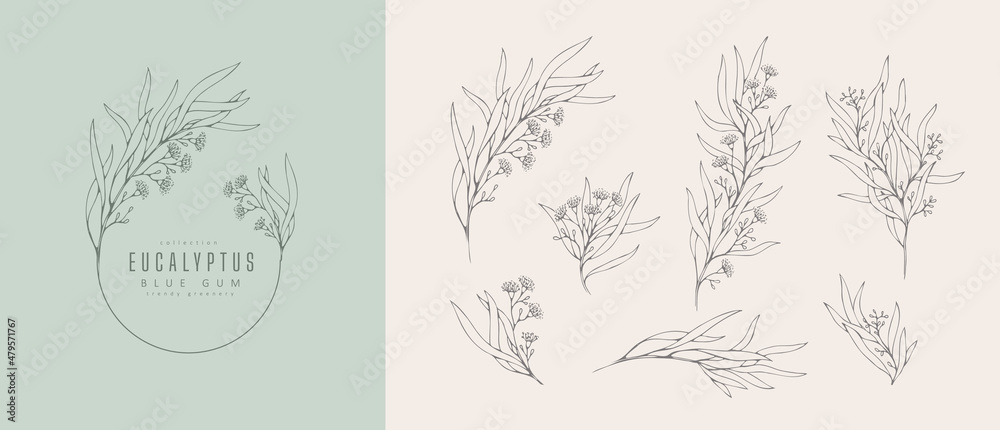 Blue gum Eucalyptus logo and floral branch. Hand drawn wedding herb, plant and monogram with elegant leaves for invitation save the date card design Blue gum Eucalyptus logo and floral branch. Hand drawn wedding herb, plant and monogram with elegant leaves for invitation save the date card design