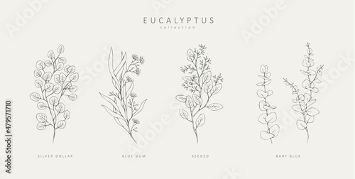 Floral branches of different types of eucalyptus, silver dollar, baby blue, blue gum, seeded. Hand drawn wedding herb with elegant leaves