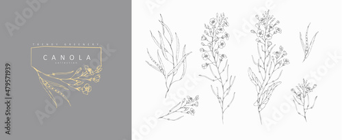 Canola floral logo and branch set. Hand drawn line wedding herb, elegant leaves for invitation save the date card. Botanical rustic trendy greenery