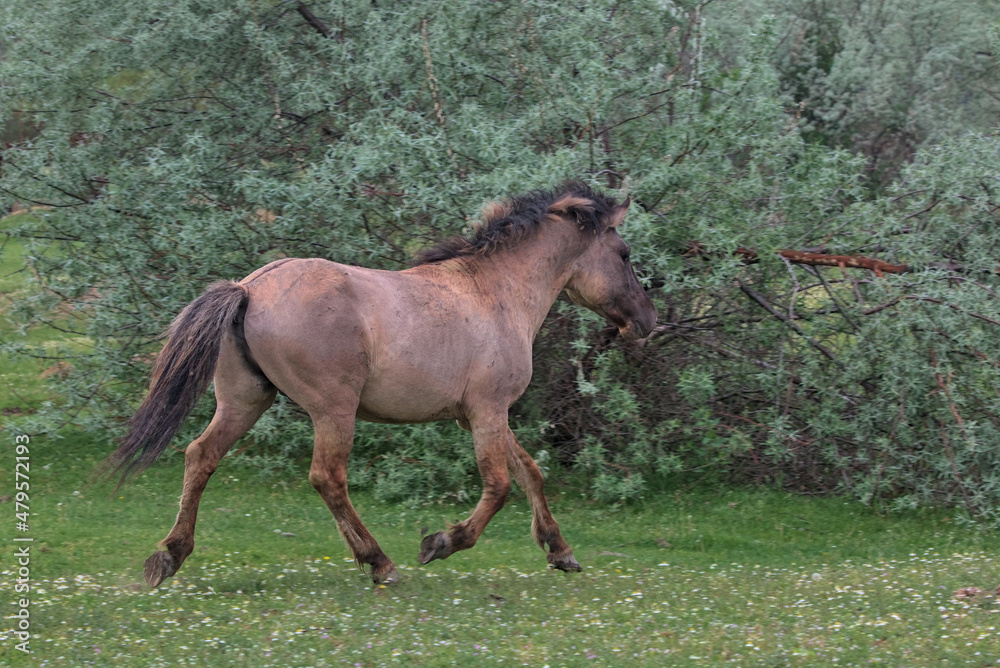 Fototapeta premium Foal on a desert island. Natural habitat. This is a photograph of wild mammals in the wild. Location: Danube Delta. Odessa region, Ukraine.