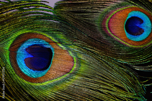 Fotografie Beautiful bright peacock feathers on black background, closeup