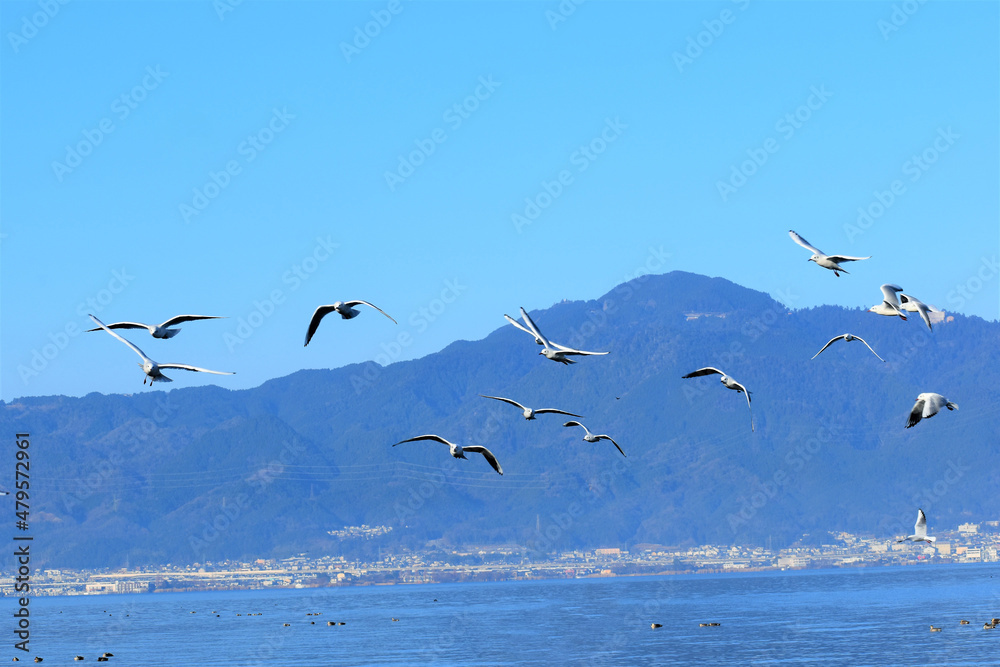 百合鴎､ユリカモメ、ゆりかもめ、Black-headed Gull,Larus ridibundus、渡り鳥