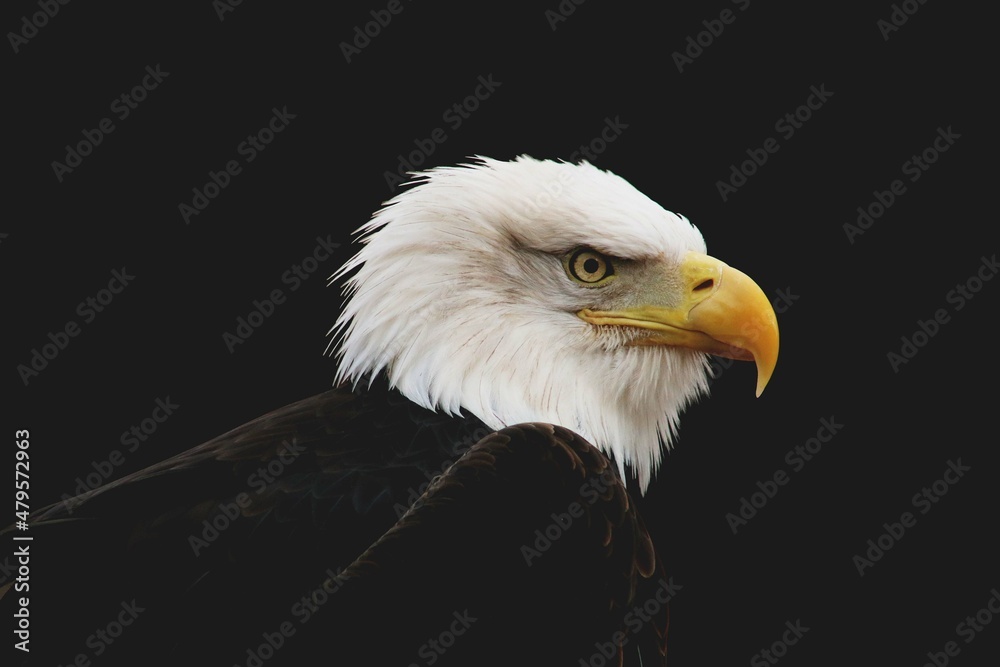 Obraz premium American Bald Eagle