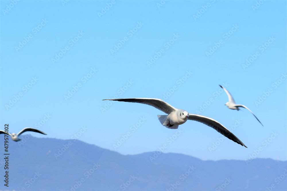 百合鴎、ユリカモメ、ゆりかもめ、Black-headed Gull,Larus ridibundus、渡り鳥 百合鴎、ユリカモメ、ゆりかもめ、Black-headed Gull,Larus ridibundus、渡り鳥