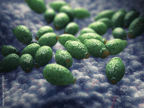 Photography Candida albicans, yeast stage