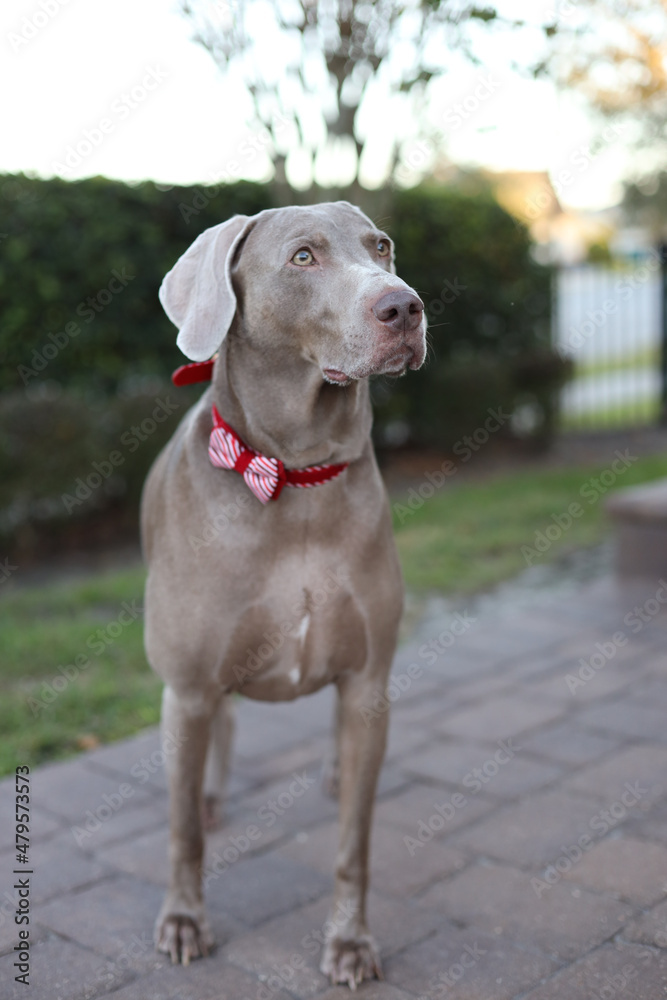 Weimaraner grey dog Weimaraner grey dog