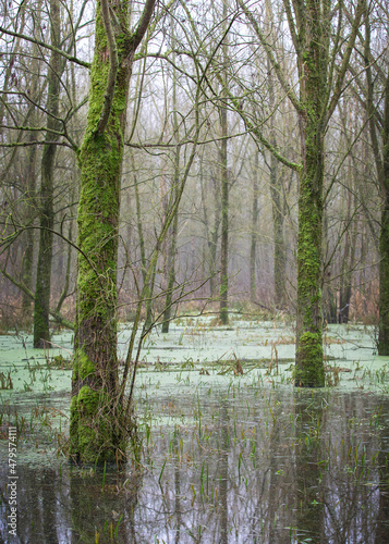 trees in flood plain