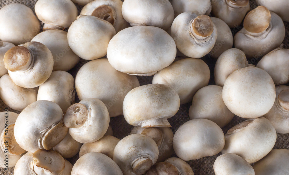 natural background of white raw mushrooms and champignons