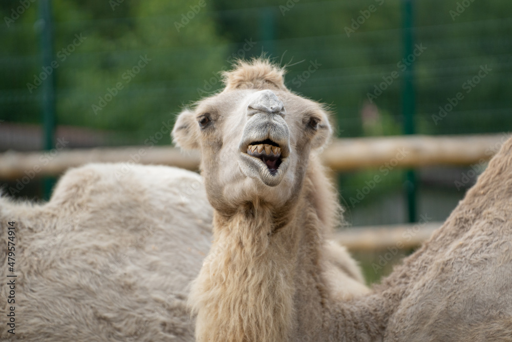 Obraz premium Camel close-up opened his mouth and shows his teeth