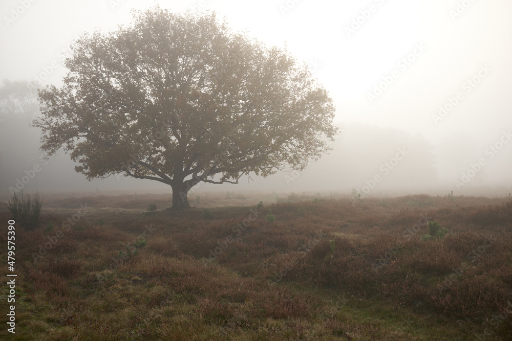Isolated tree in the mist on Westerheide heathland in Hilversum, Netherlands
