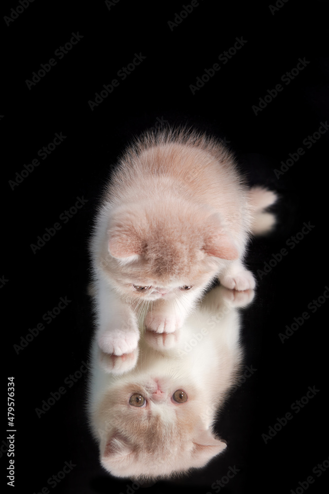 A cute red kitten of an exotic shorthair Persian breed sits on a dark background. The kitten is playing with its reflection