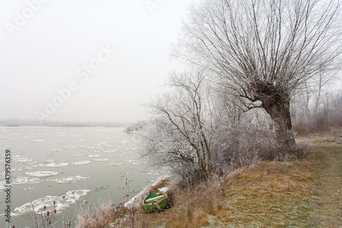 willows on the banks of the Vistula river, lubelskie region, Poland photo