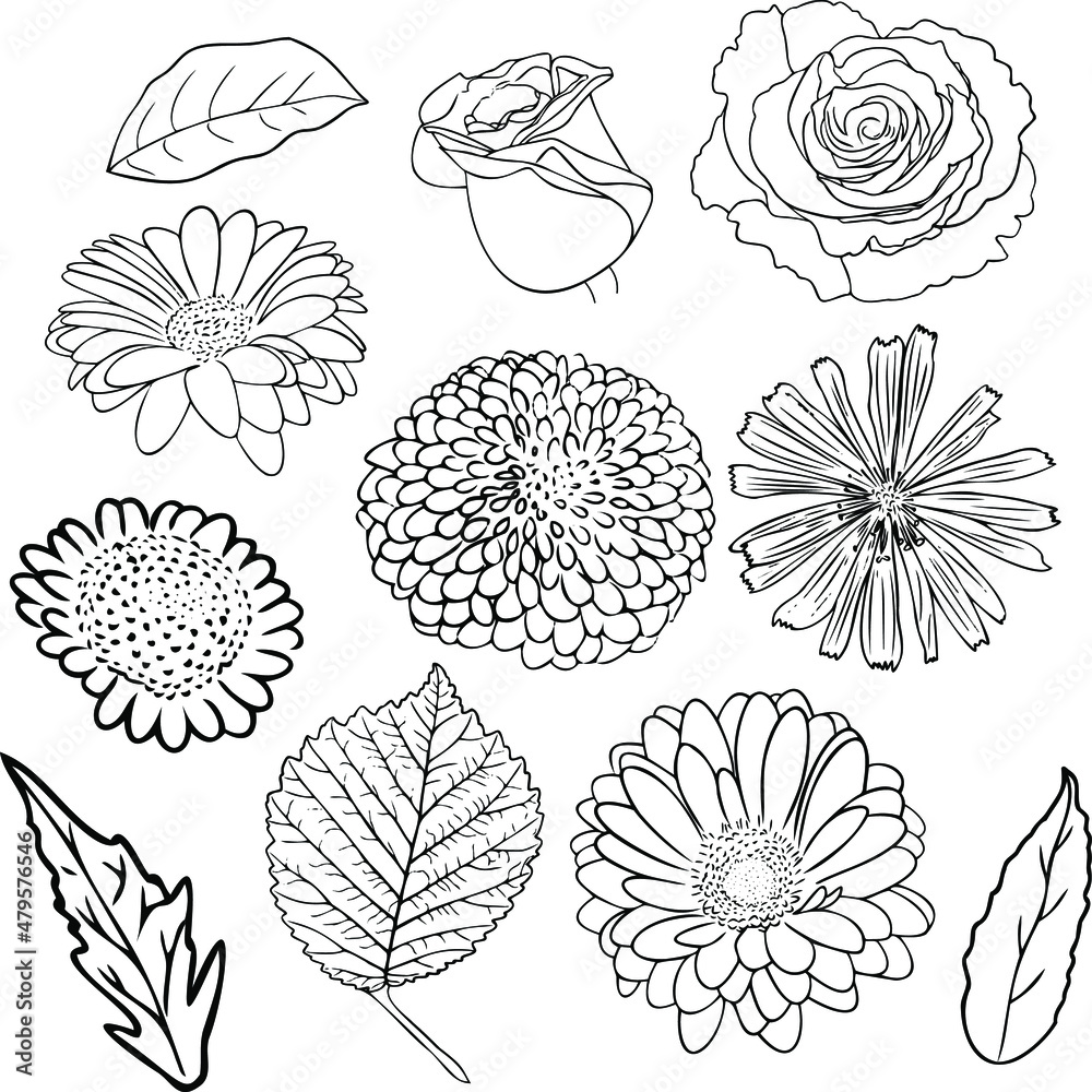 flowers and leaf doodle vector set