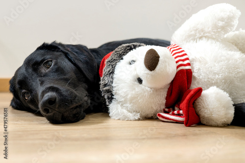 Zwarte labrador pup met ijsbeer knuffel photo