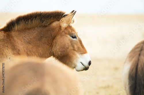 Przewalski's horse (Equus przewalskii or Equus ferus przewalskii), beautiful rare endangered horses in a pasture in the morning. Wildlife scene from nature, Hustai National Park, Mongolia © Simon Vasut