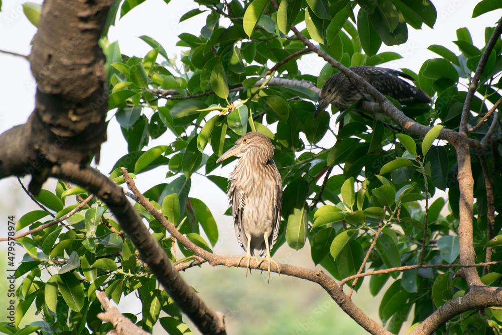 Indian pond heron or paddybird, Ardeola grayii, a small heron,perching on tree. It is found in southern Iran, east Pakistan, India, Burma, Bangladesh and Sri Lanka. Kolkata, West Bengal , India Indian pond heron or paddybird, Ardeola grayii, a small heron,perching on tree. It is found in southern Iran, east Pakistan, India, Burma, Bangladesh and Sri Lanka. Kolkata, West Bengal , India