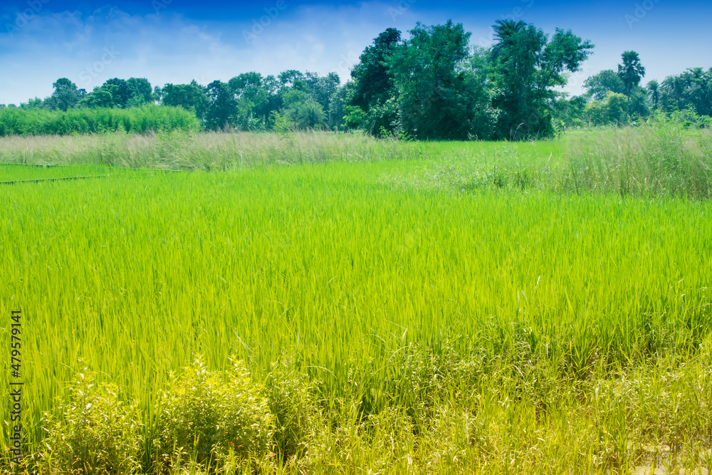 Fototapeta premium Beautiful rural landscape of Paddy field, blue sky , Howrah, West Bengal, India