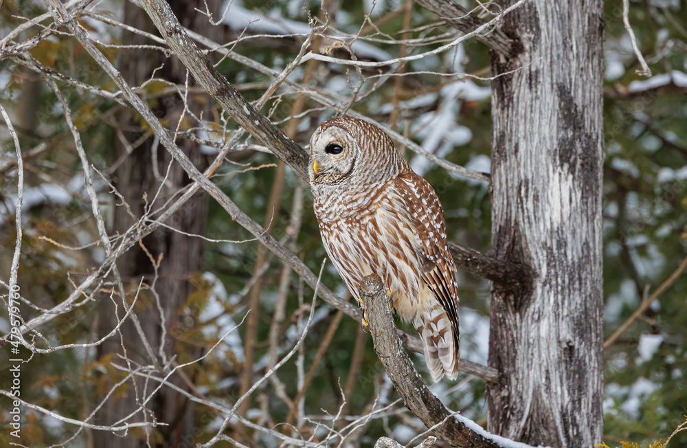 Barred owl in snowy perch Barred owl in snowy perch