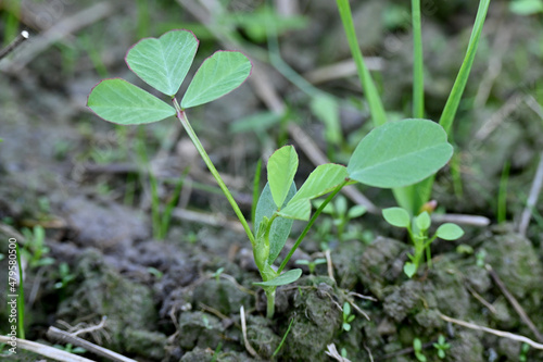 closeup the ripe green greek plant with small leaves growing in the farm over out of focus green brown background .