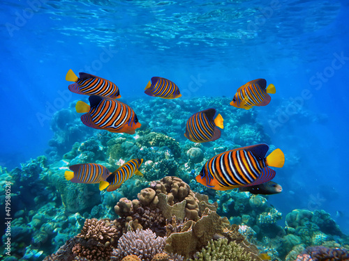Underwater scene. Coral reef and fish groups