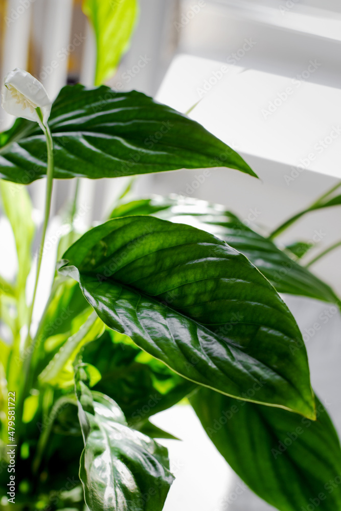 Obraz premium Spathiphyllum flower, 