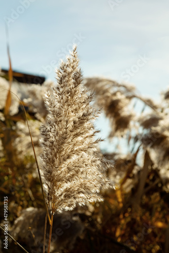 Pampas grass (Cortaderia selloana) in the blue sky. Natural background of soft plants. Close up