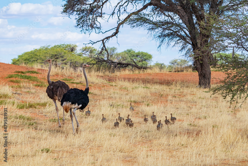 Naklejka premium Strauss