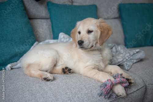 Beautiful Golden Retriever puppy playing on couch with rope toy 