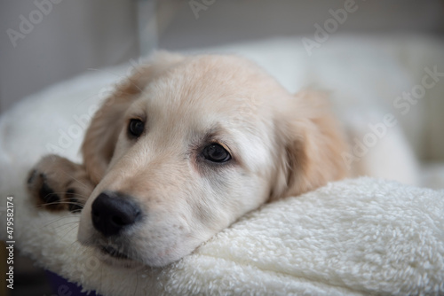 Portrait of beautiful golden retriever puppy in basket