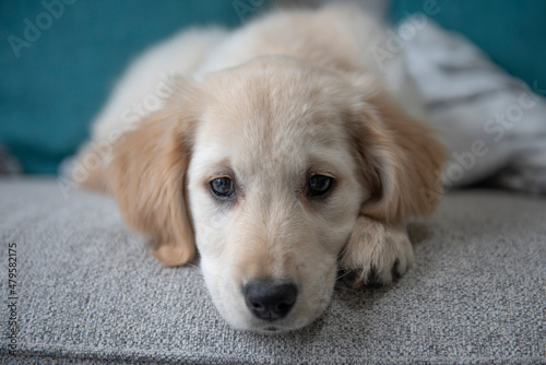 Close up portrait of beautiful golden retriever puppy laying down on couch 