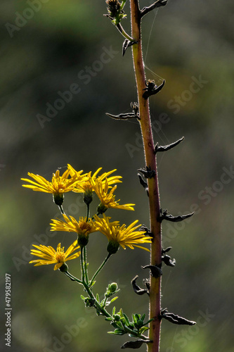 Yellow flowers of Inula subaxillaris, Golden aster closeup on a blurred dark background. Selective focus photo