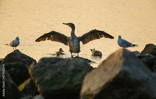 cormorants standing on rocks in sunrise © imphilip