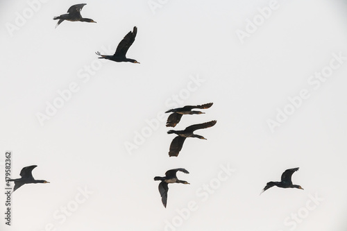 many black cormorants in flight