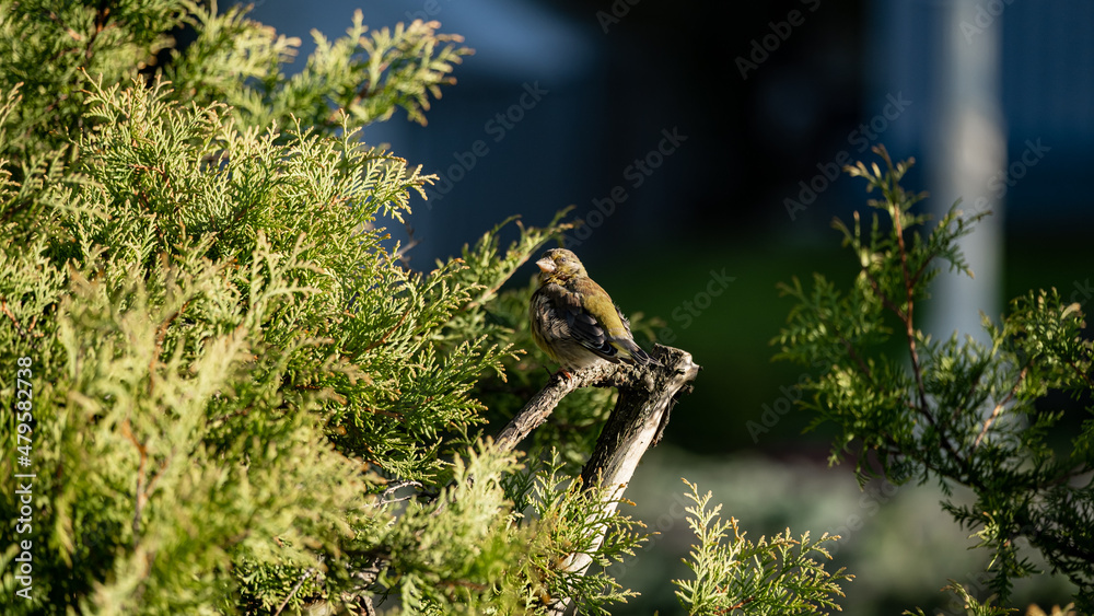 European greenfinch (Chloris chloris) on a branch in the forest. Nice nature set-up European greenfinch (Chloris chloris) on a branch in the forest. Nice nature set-up