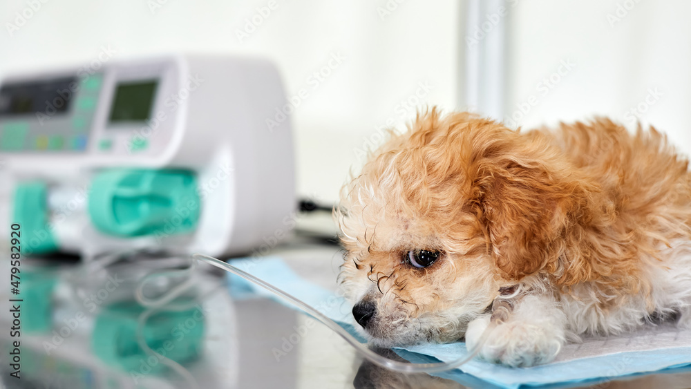 An illness maltipoo puppy lies on a table in a veterinary clinic with a  catheter in its paw, through which medicine is delivered using Infusion  pump. Close-up, selective focus Stock-foto | Adobe