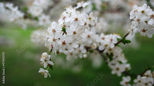 White cherry tree blossom in spring garden. White flowers blooming cherry 