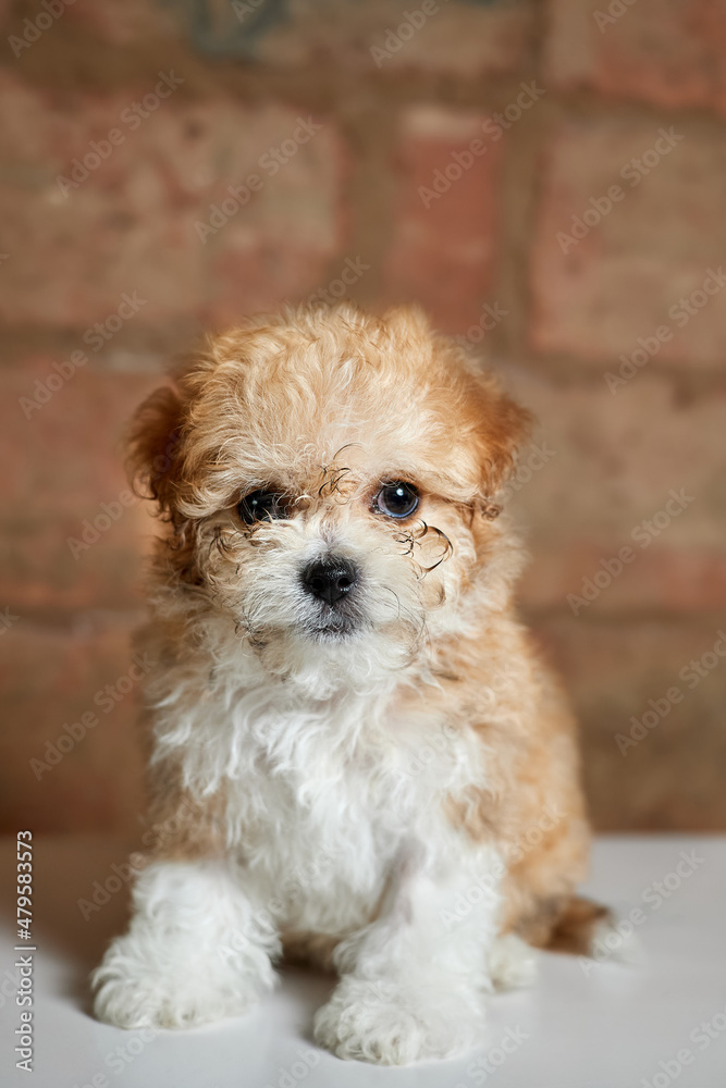 Maltipoo puppy. Adorable Maltese and Poodle mix Puppy on a brick background