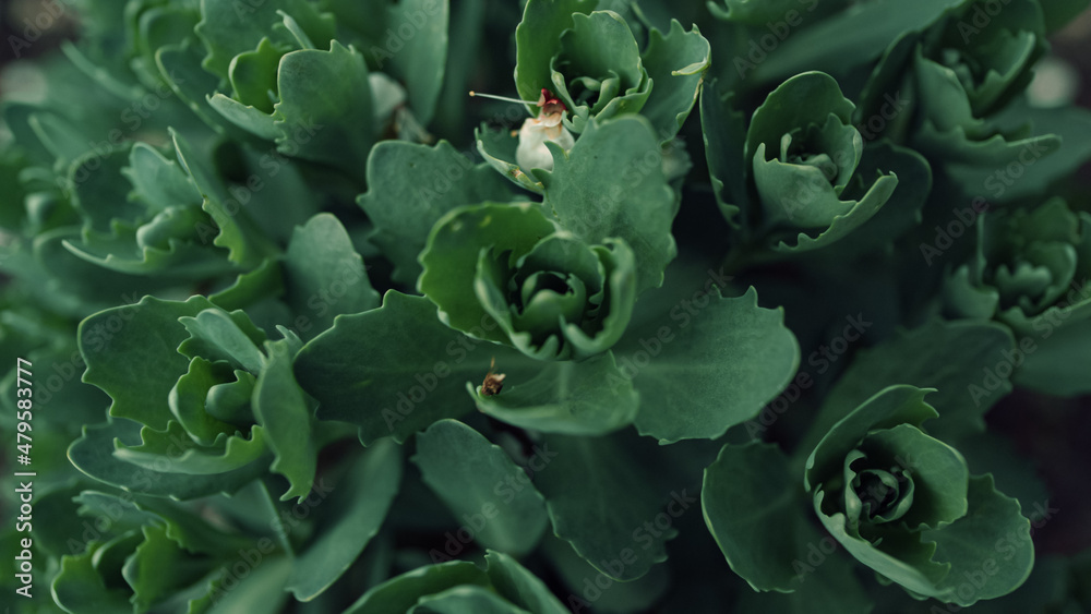 Green bush growing among other plants. Dark green plants in dark forest. Green bush growing among other plants. Dark green plants in dark forest.