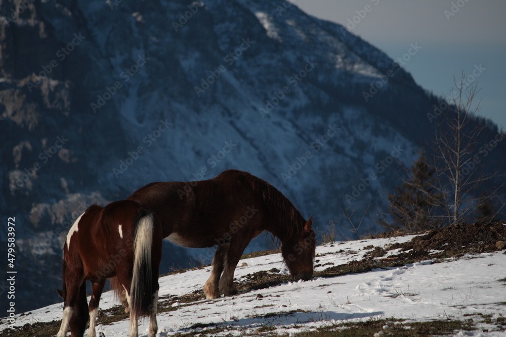 horses in the mountain